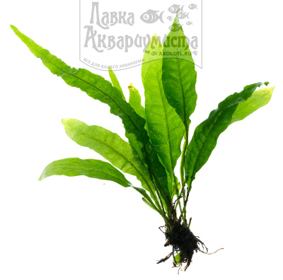 Папоротник Таиландский, 3 куста